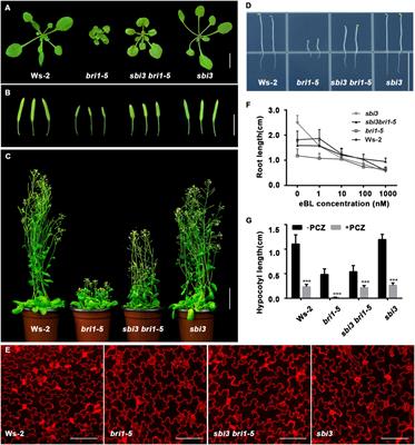 A Non-redundant Function of MNS5: A Class I α-1, 2 Mannosidase, in the Regulation of Endoplasmic Reticulum-Associated Degradation of Misfolded Glycoproteins